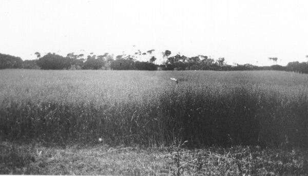 Full-size image