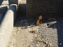 Full-size image