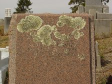 Full-size image